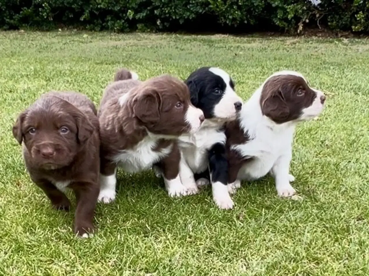 Billede 1 - Tre smukke blandingshunde - border collie mm.