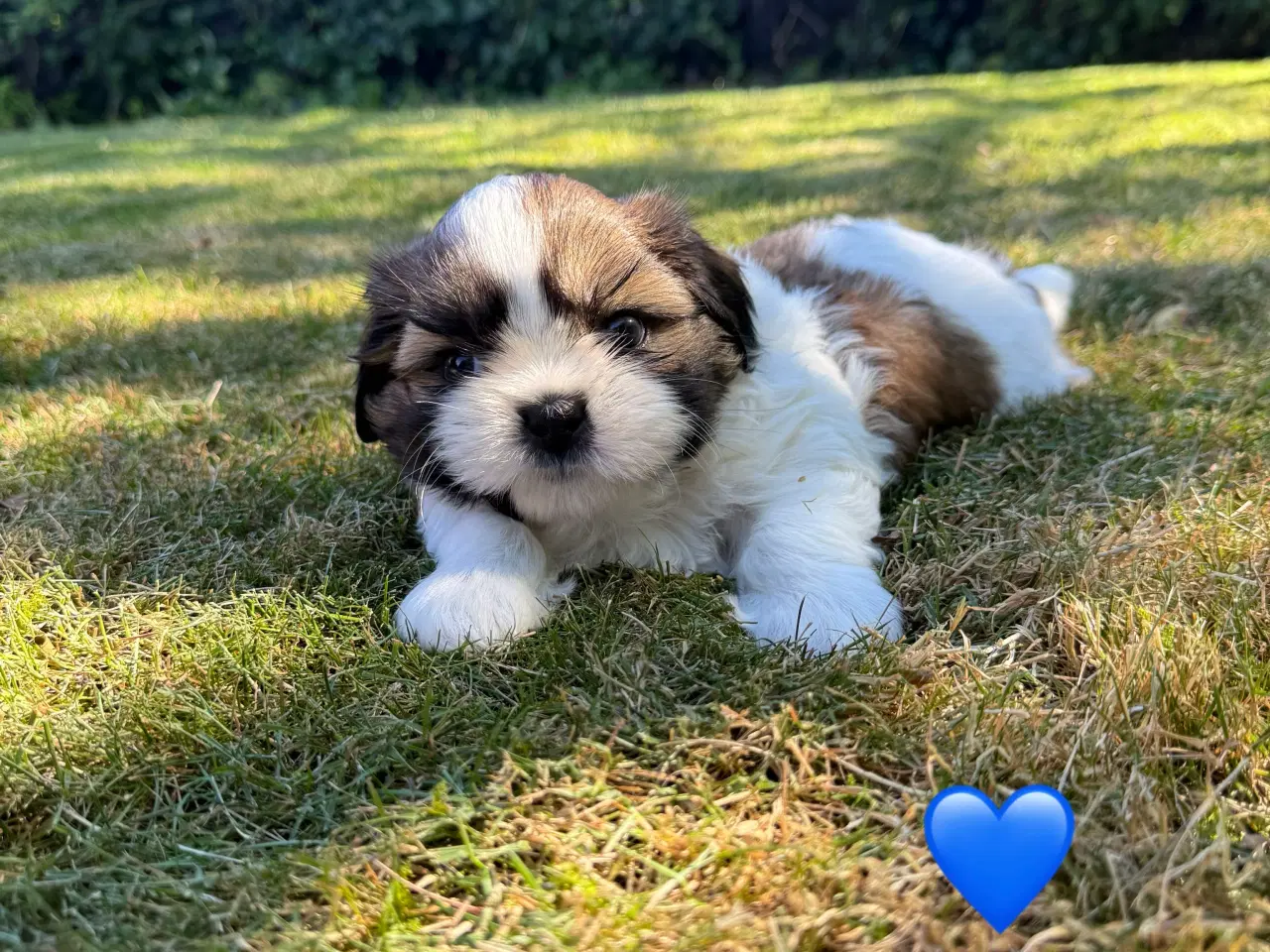 Billede 2 - Shih Tzu hundehvalpe søger nyt hjem (2 stk.)