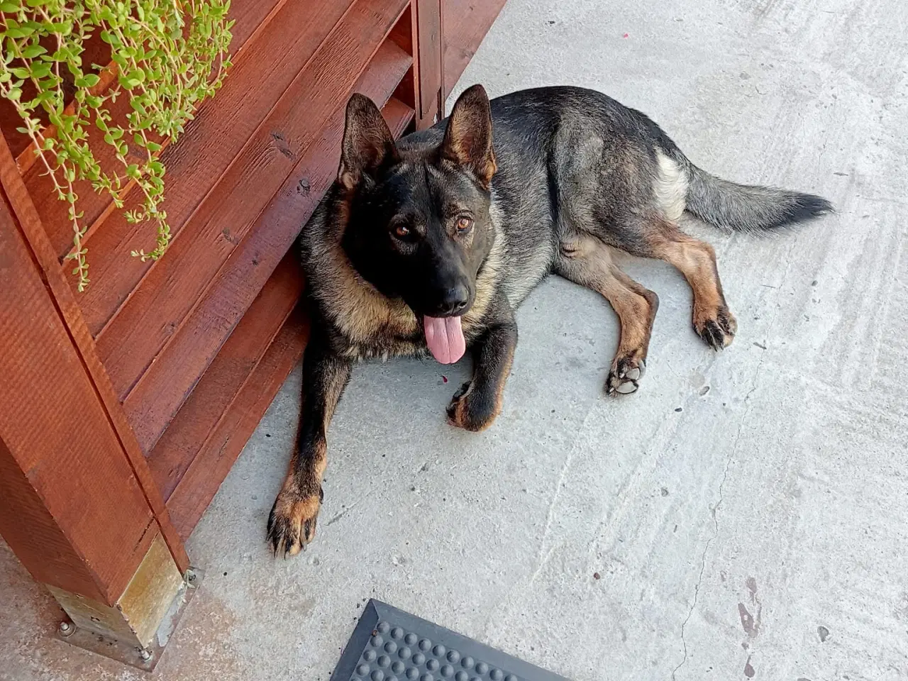 Billede 9 - Schæfer hvalpe