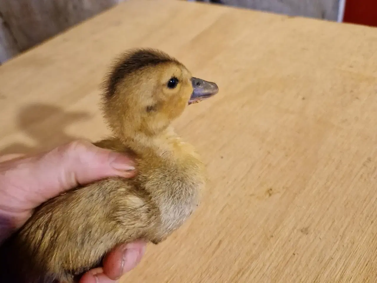 Billede 3 - Ællinger og gæslinger