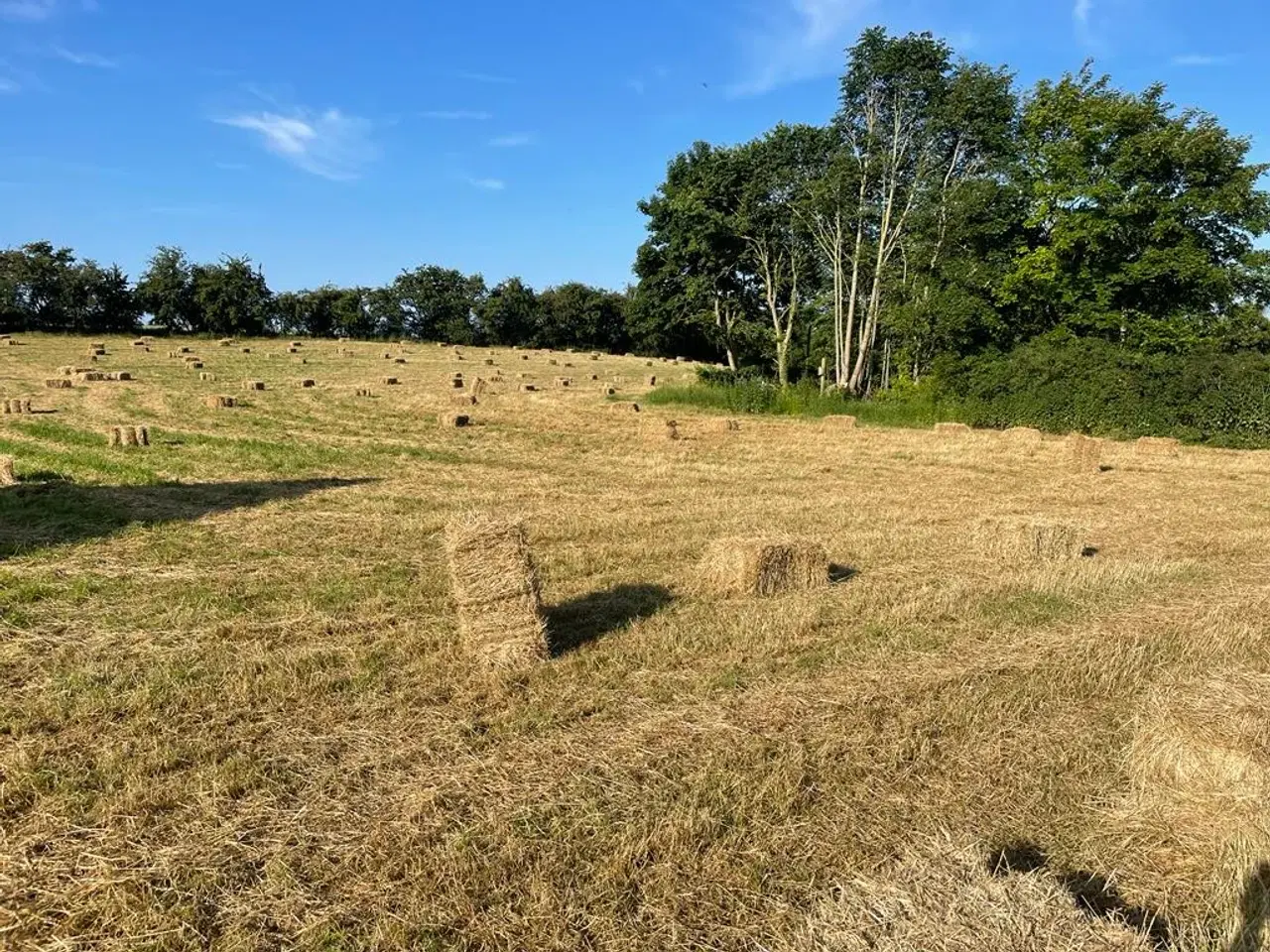 Billede 1 - Hø 1 slet, pris er ved min. 20 stk. 