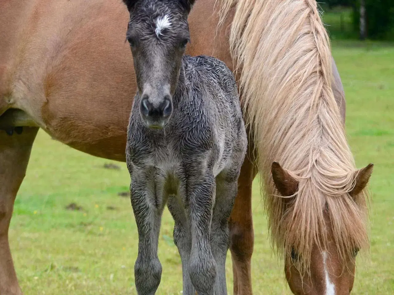 Billede 3 - Smuk hoppe til avl