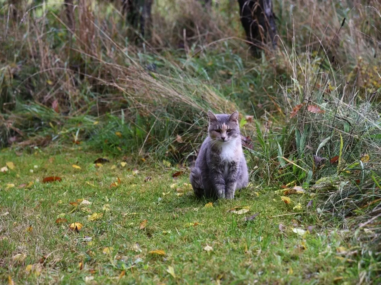 Billede 7 - Fluffy, legesyg kat søger et kærligt hjem