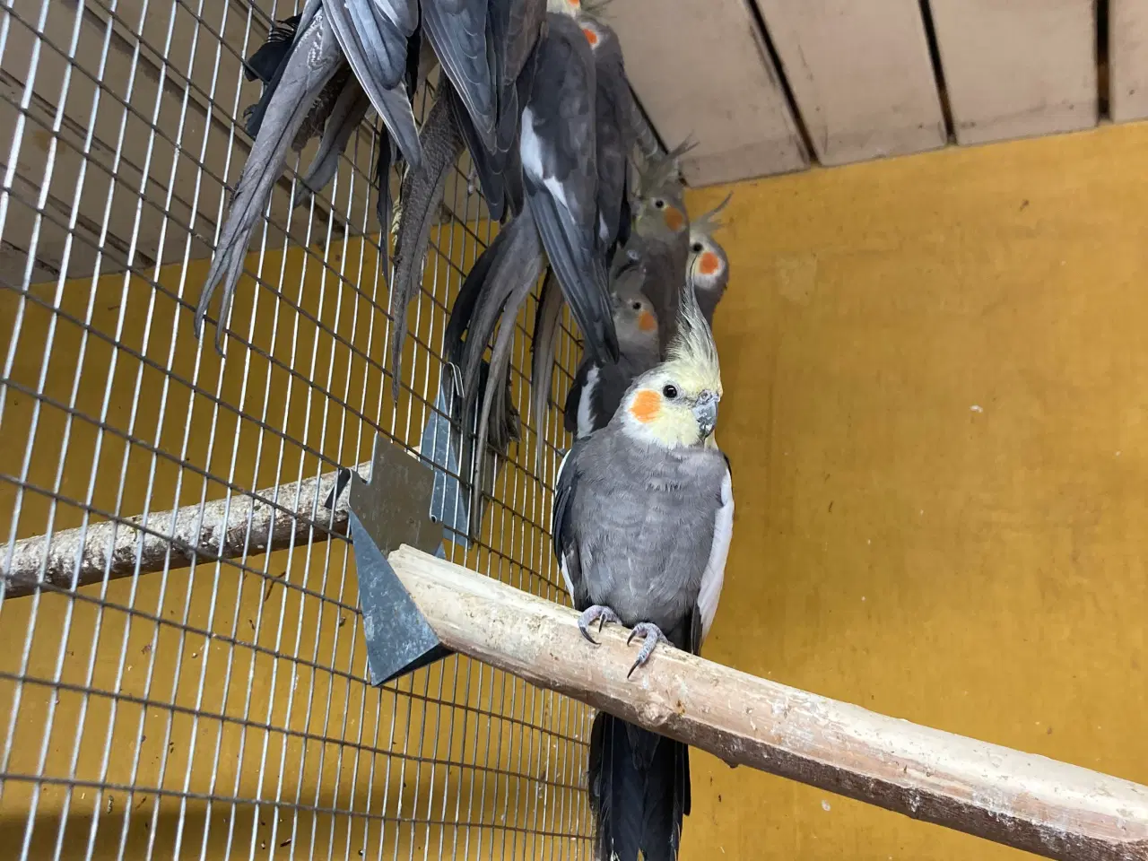 Billede 1 - Nymferparekitter 