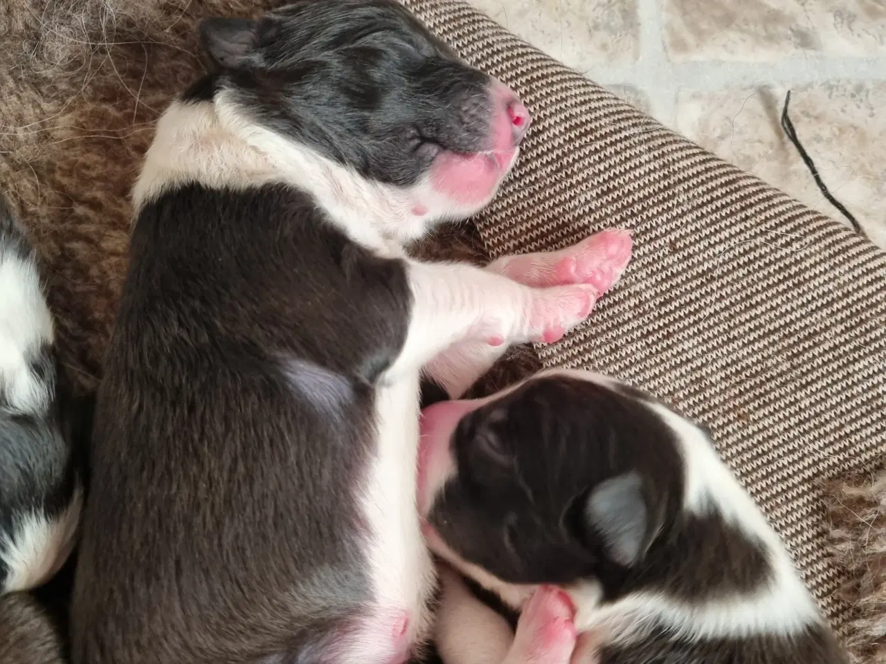 Billede 4 - Border collie med DKK stamtavle