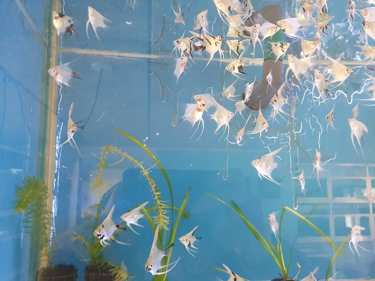 Billede 2 - Flotte koi scalare