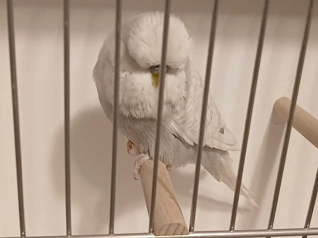 Billede 3 - 1 engelsk undulat han