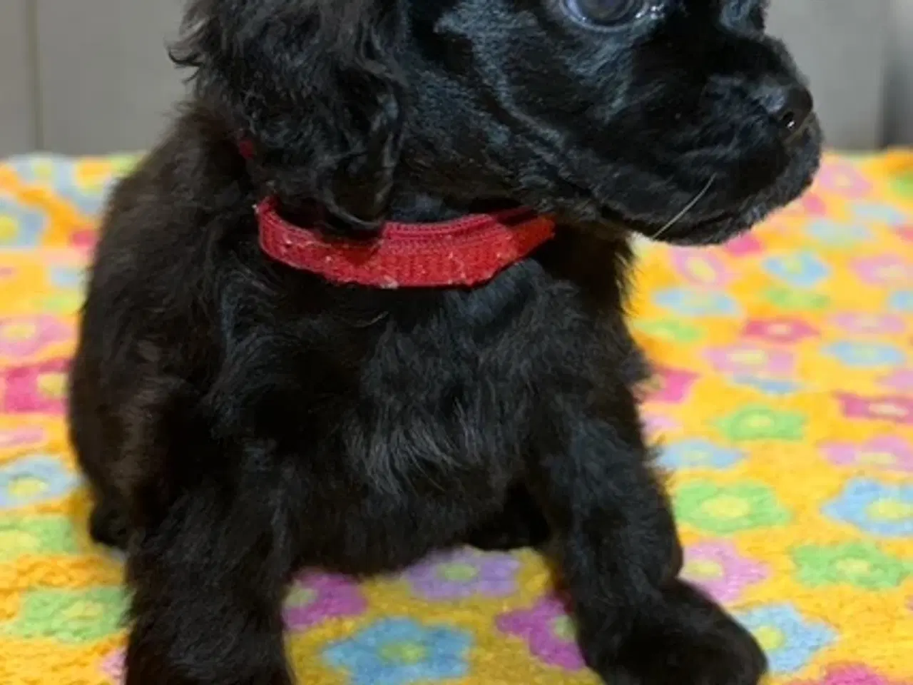 Billede 6 - Amerikansk Cocker hvalpe