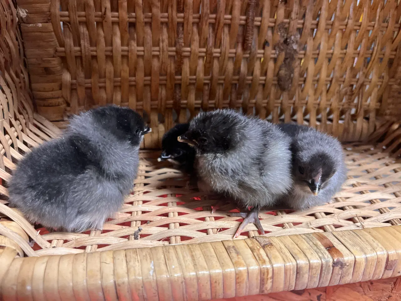 Billede 2 - Kyllinger fra racehøns Grønlægger 