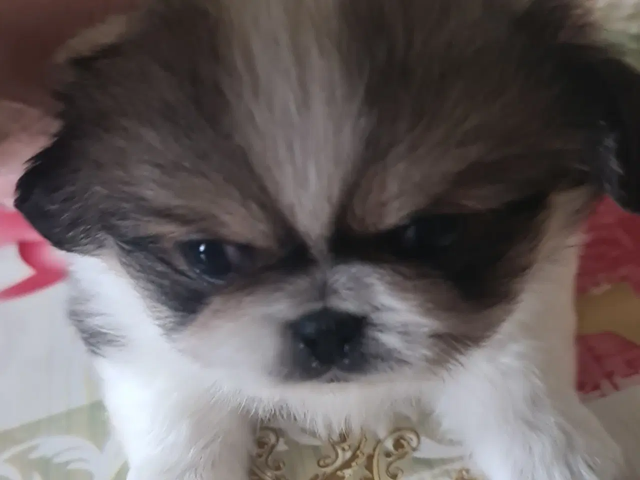 Billede 4 - 2 lækkere drenge