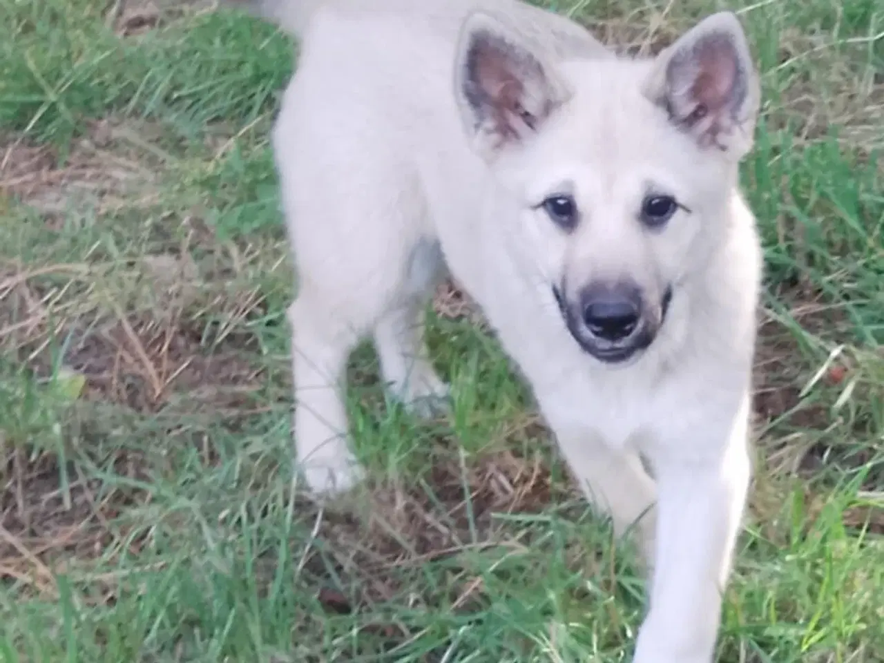 Billede 6 - Husky blandinger 
