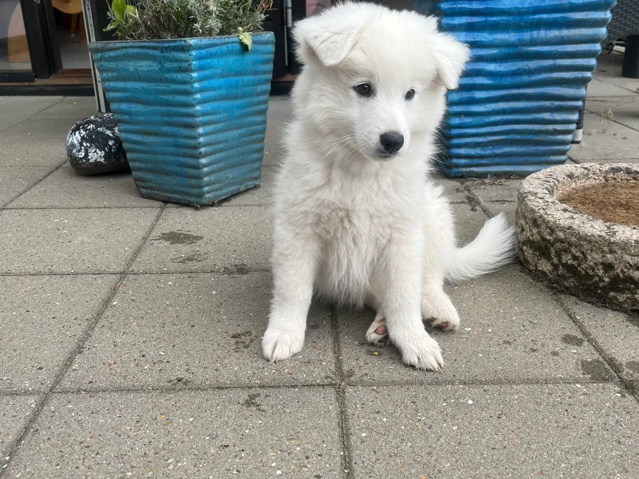 Billede 19 - Hunde hvalpe - Japansk spids