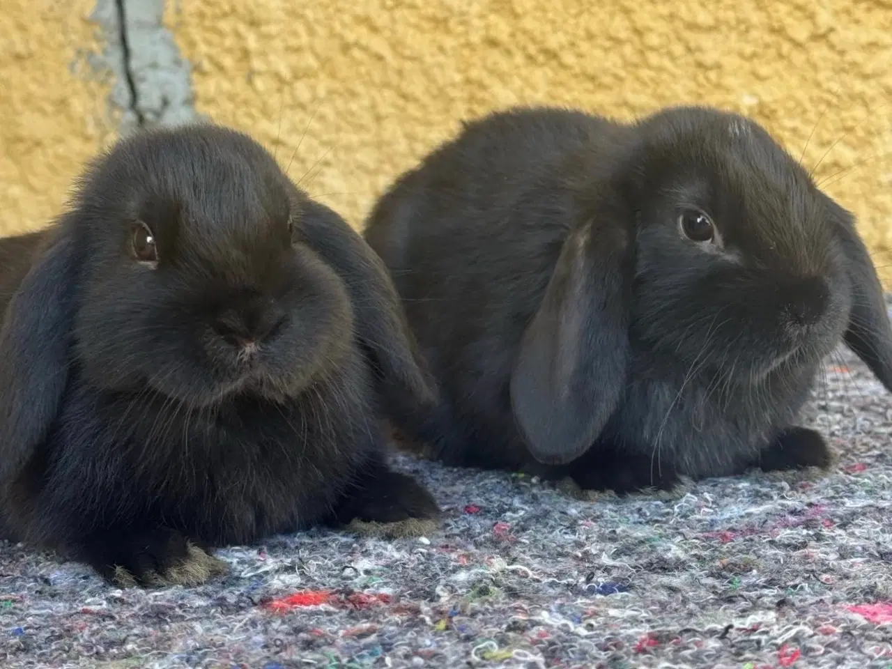 Billede 1 - Han Dværgvædder unger sælges 