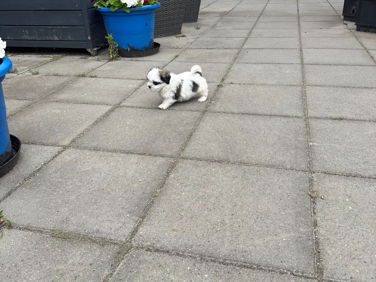 Billede 2 - Lhasa apso tæve