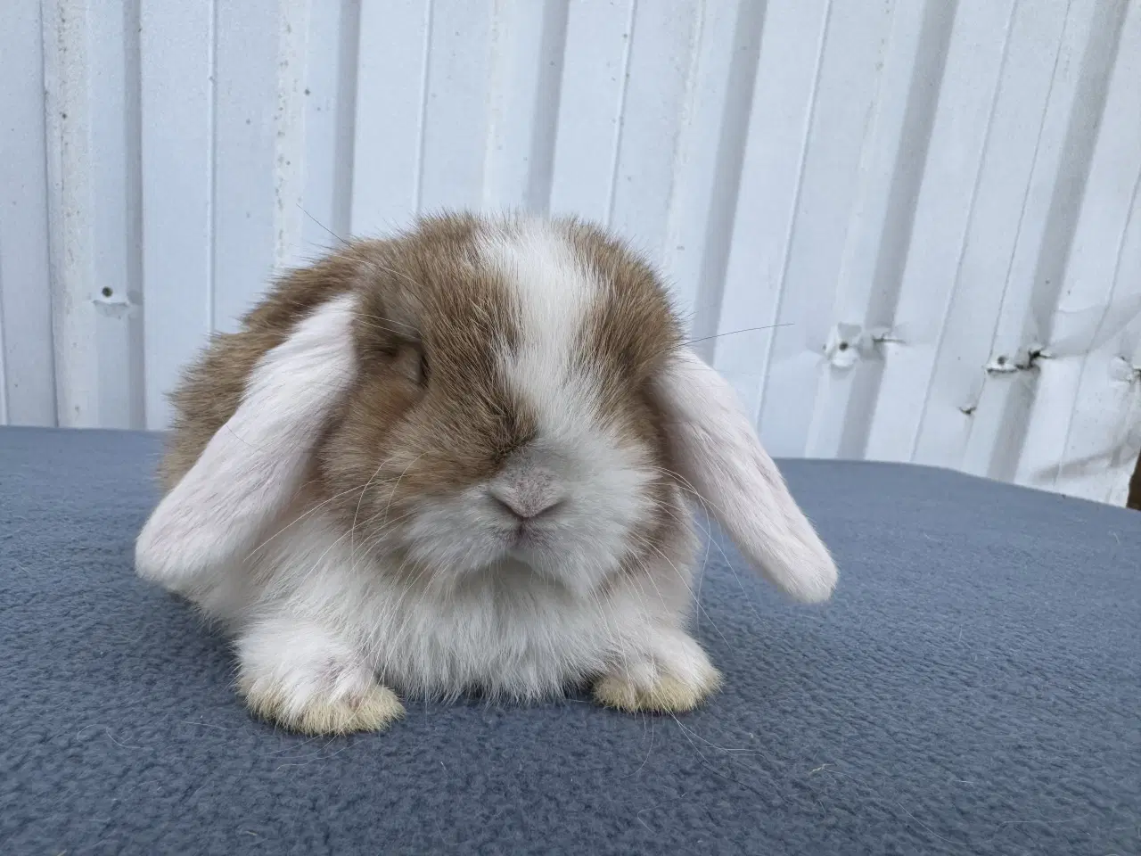 Billede 2 - Mini lop hankanin