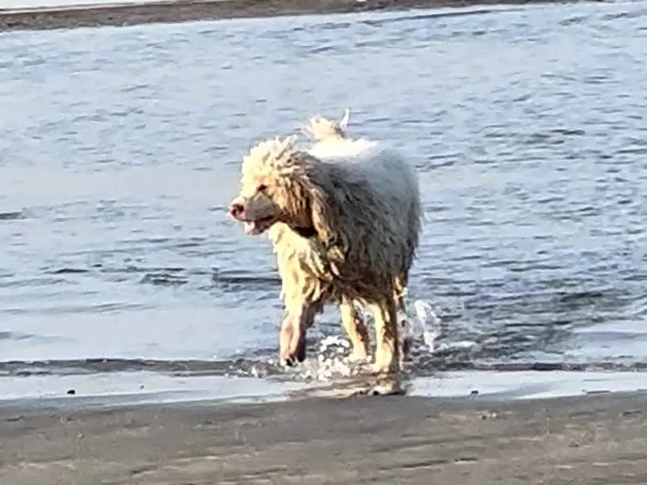 Billede 9 - Lagotto Romagnolo han sælges
