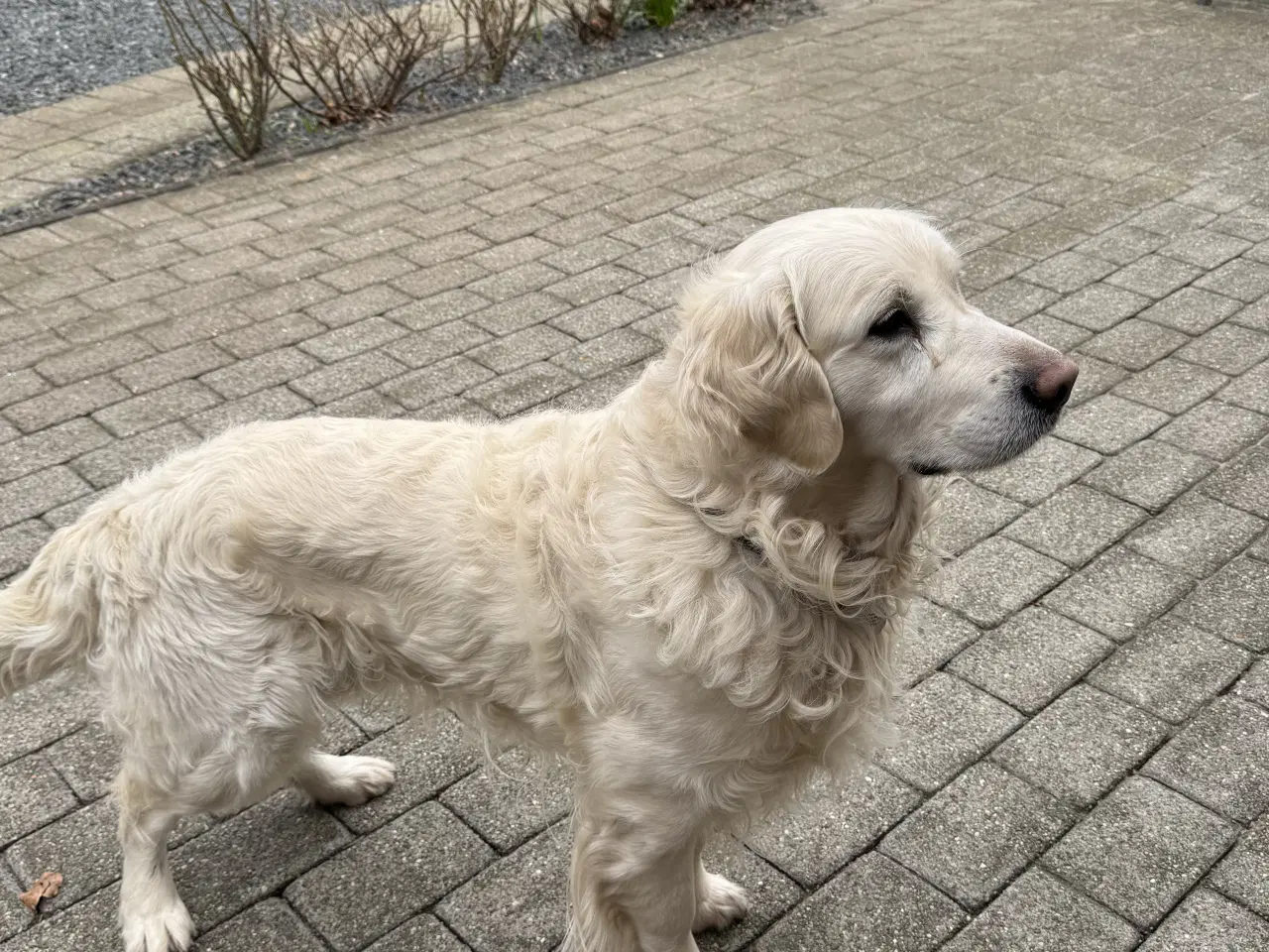 Billede 2 - Golden Retriever tilbydes til avl