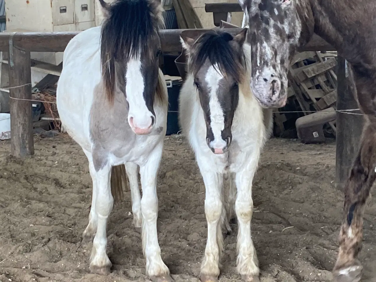 Billede 4 - Hingste plage 