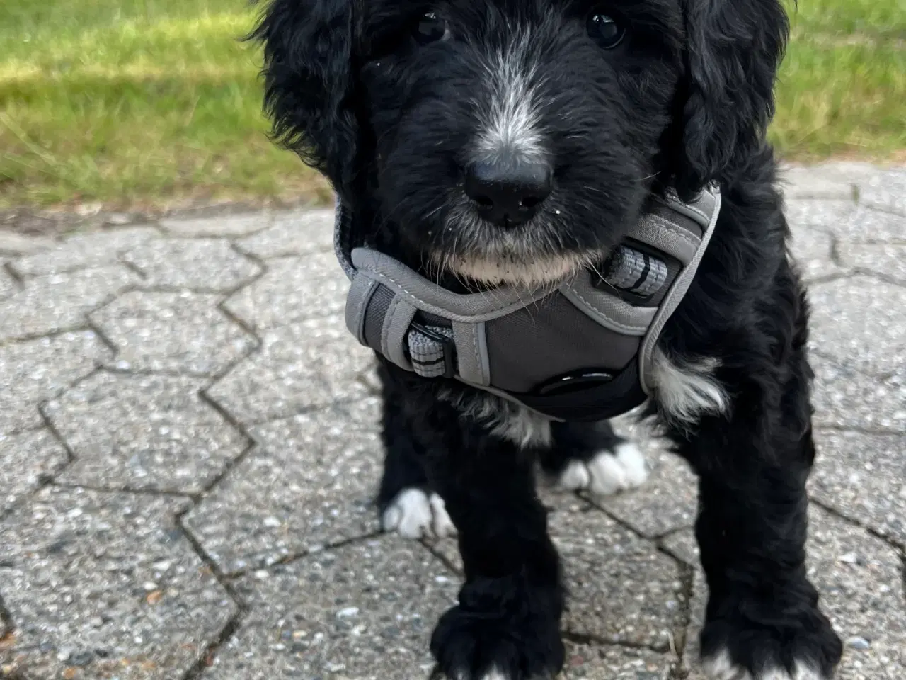 Billede 4 - Bernedoodle / berne doodle 