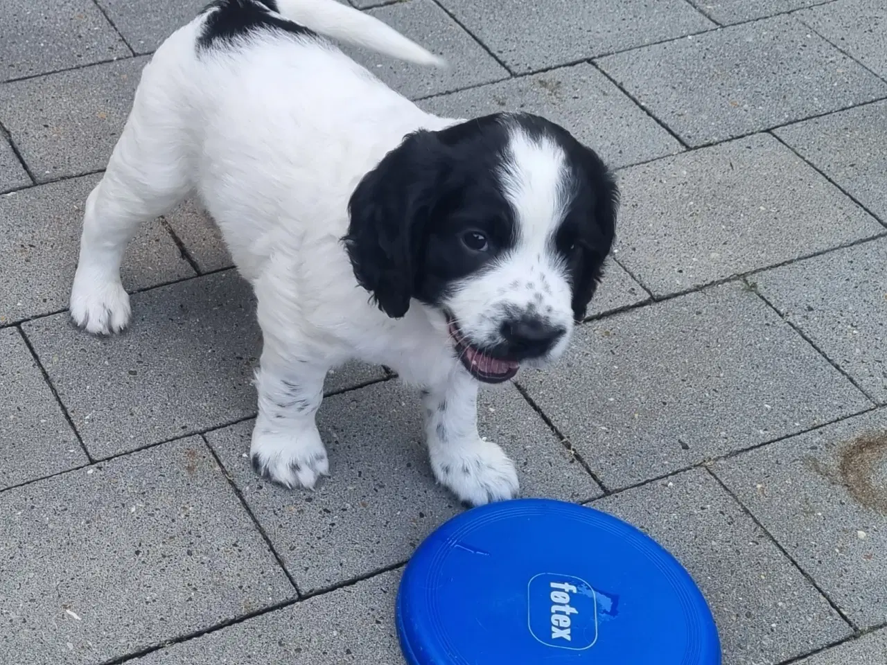 Billede 5 - Engelsk springer spaniel