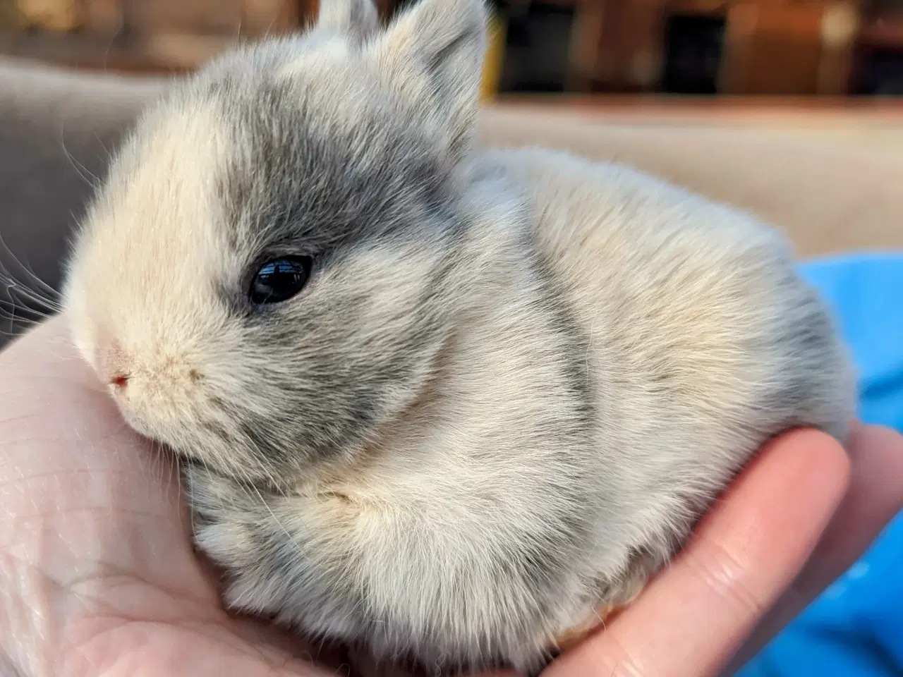 Billede 6 - Hermelin kaninunge sælges 