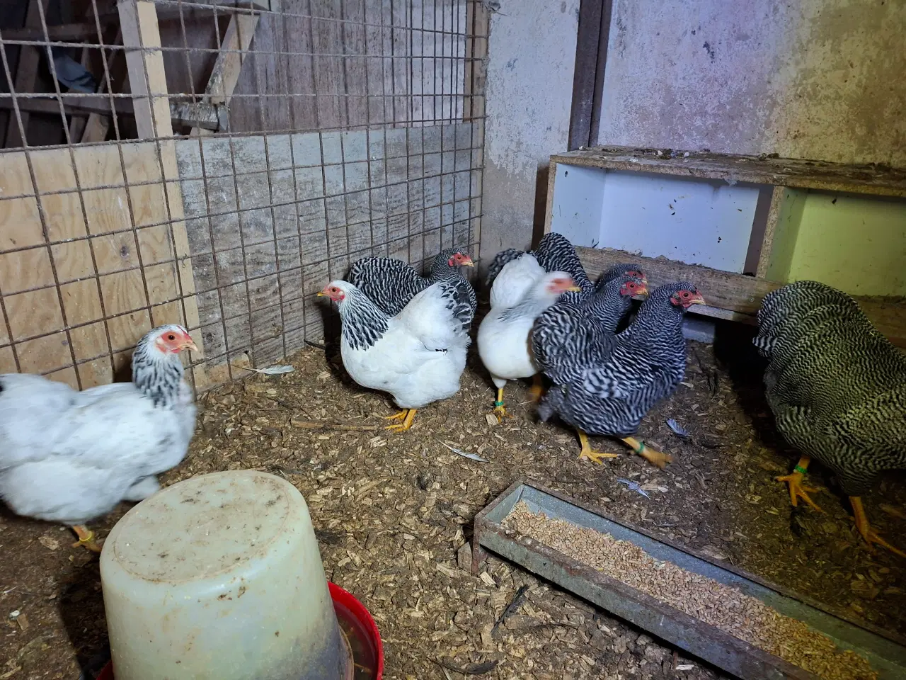 Billede 2 - Dværghøns