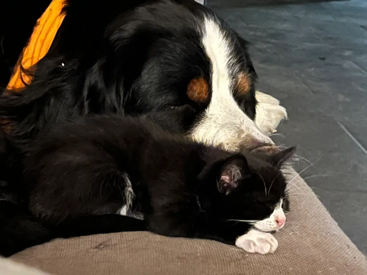 Billede 10 - Han-killing, Maine Coon-blanding 