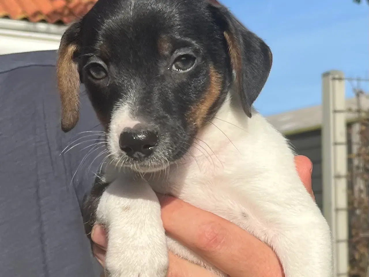 Billede 3 - Dansksvensk Gårdhund hvalpe