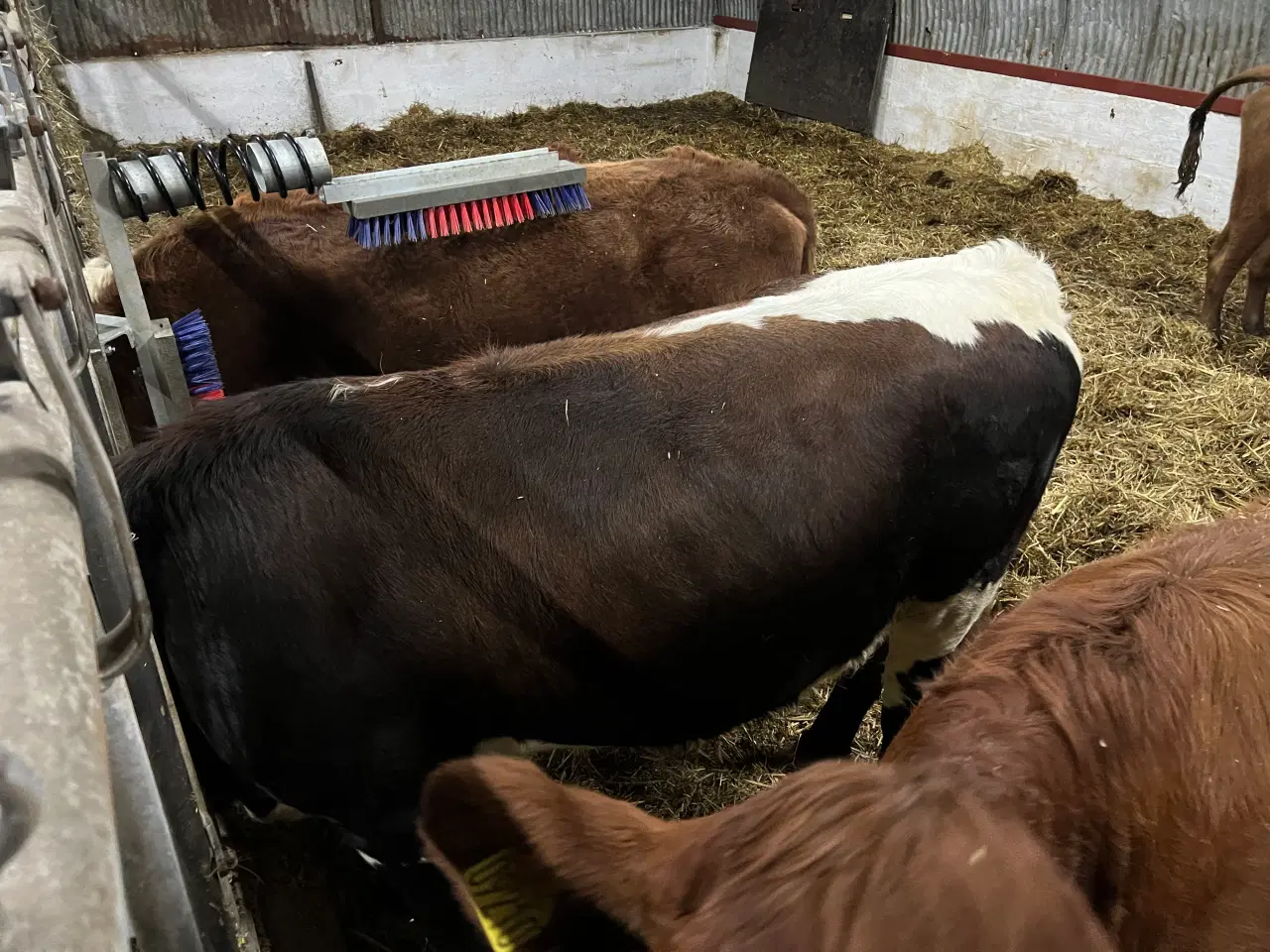 Billede 2 - Drægtig Kvie