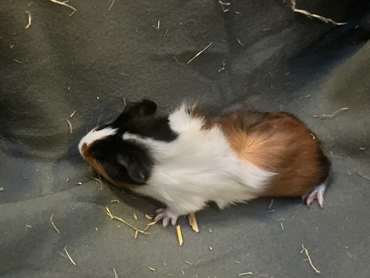 Billede 6 - Marsvinunger