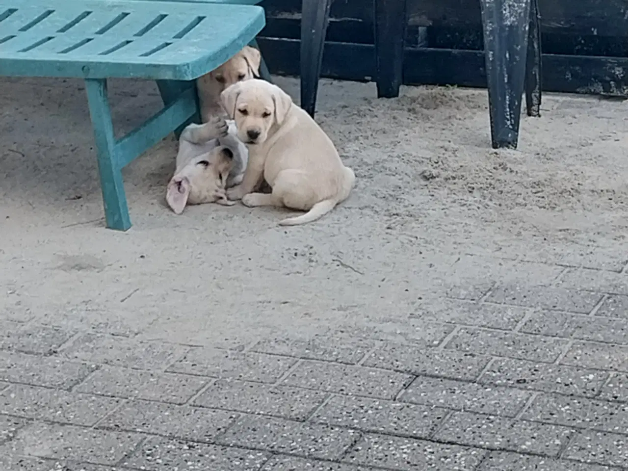 Billede 1 - Gule labrador hvalpe.