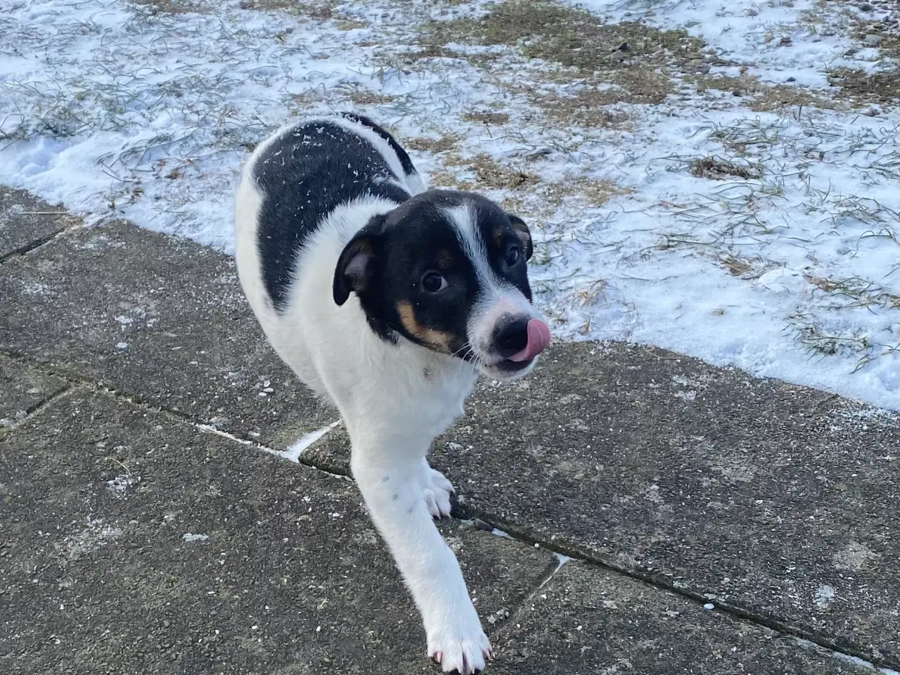 Billede 17 - Dansksvensk gårdhund til salg