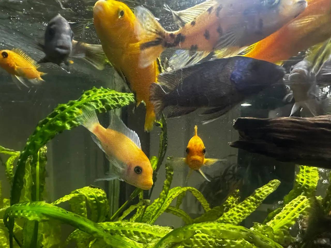 Billede 6 - Malawi og andet