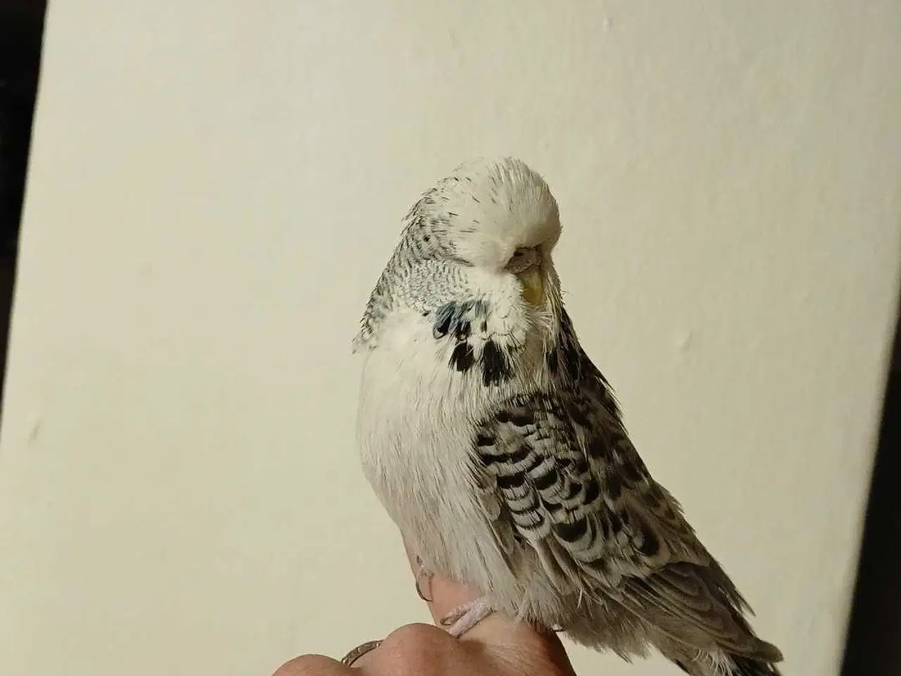 Billede 10 - Engelske undulater hun