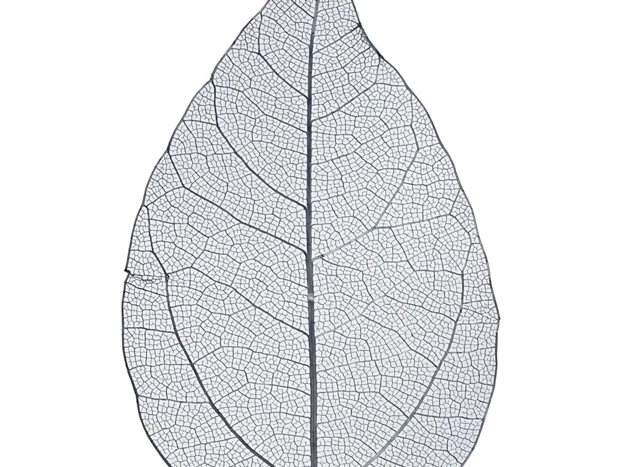 Billede 1 - Skeletblade, L: 6-8 cm, blå, 20stk./ 1 pk.