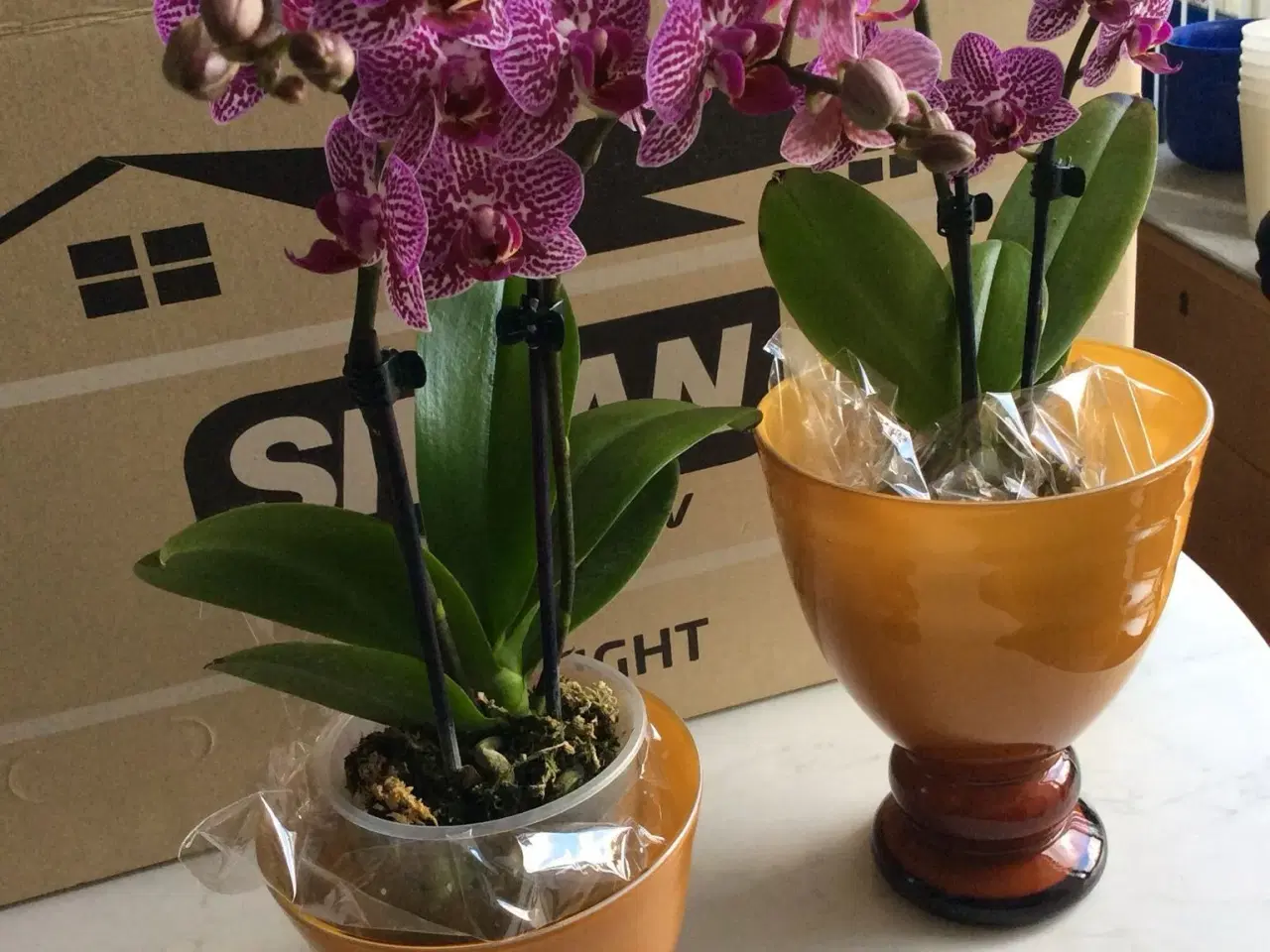 Billede 2 - Glas til Orkideer.Blomster.