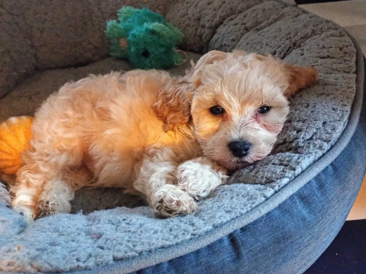 Billede 5 - Cavapoo klar til nyt hjem nu