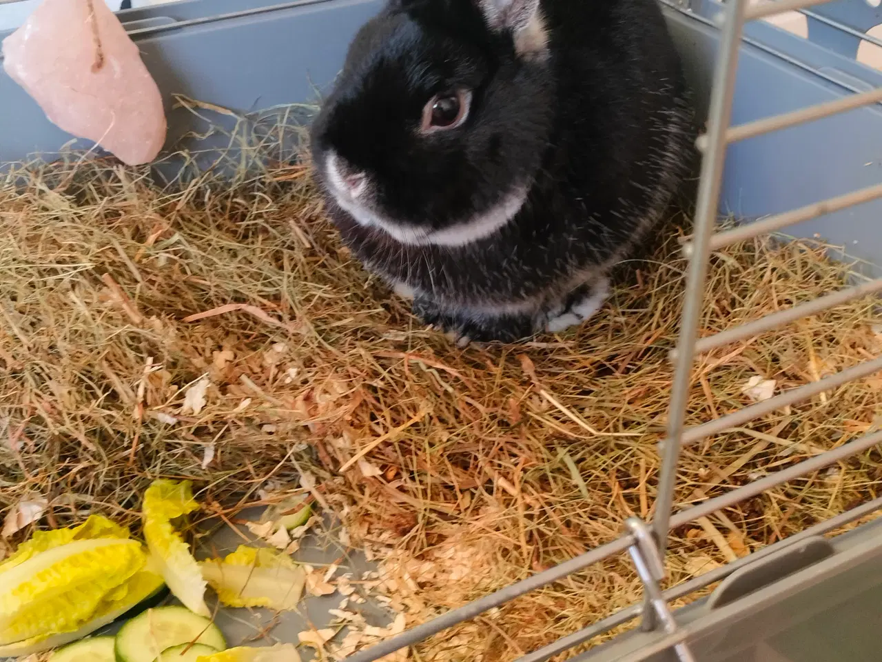 Billede 1 - Hermelin. Hun kanin. 1 1/2 år gammel