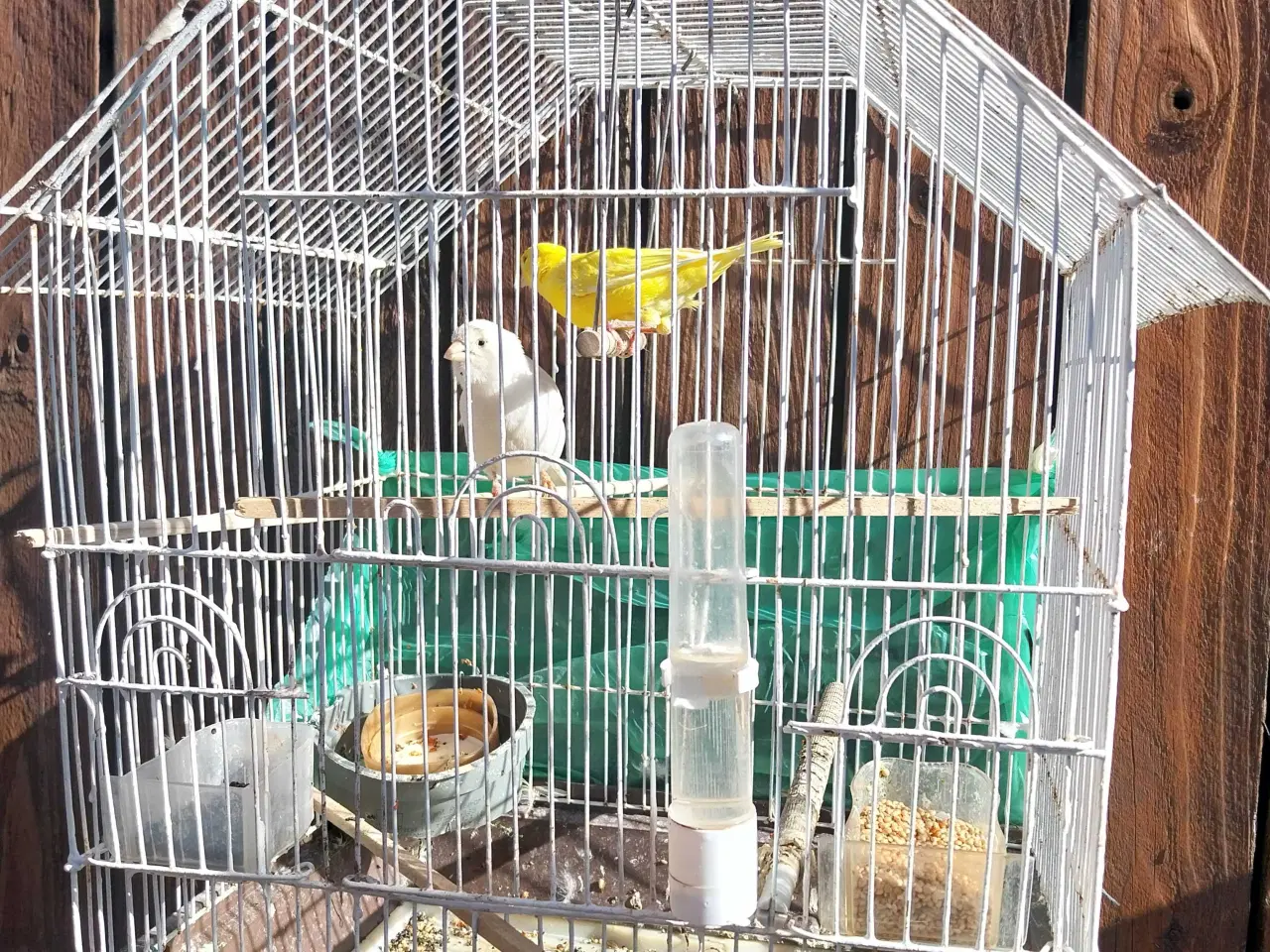 Billede 1 - 2 stk kanariefugle