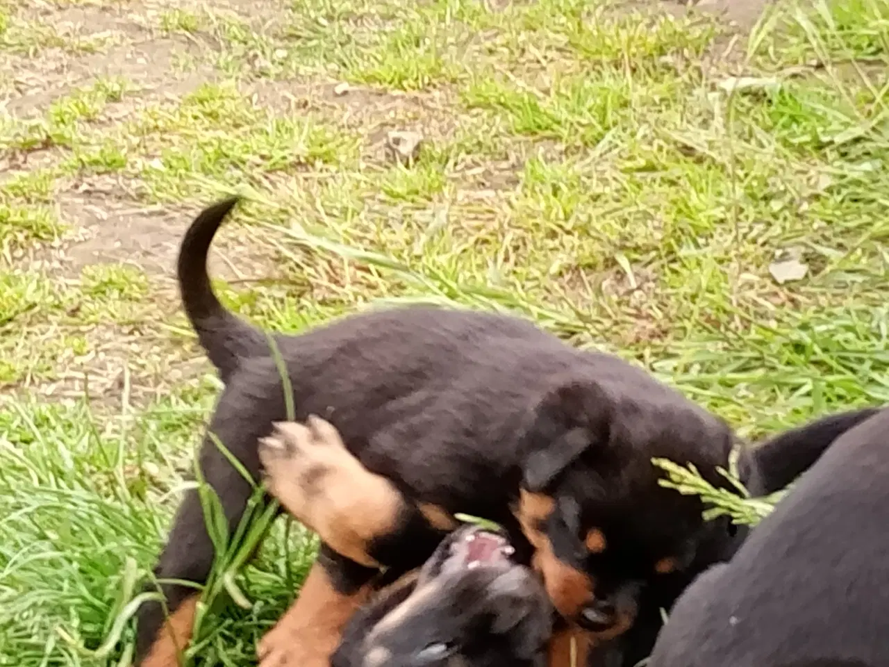 Billede 11 - Rottweiler x Cane Corso 12,5% 