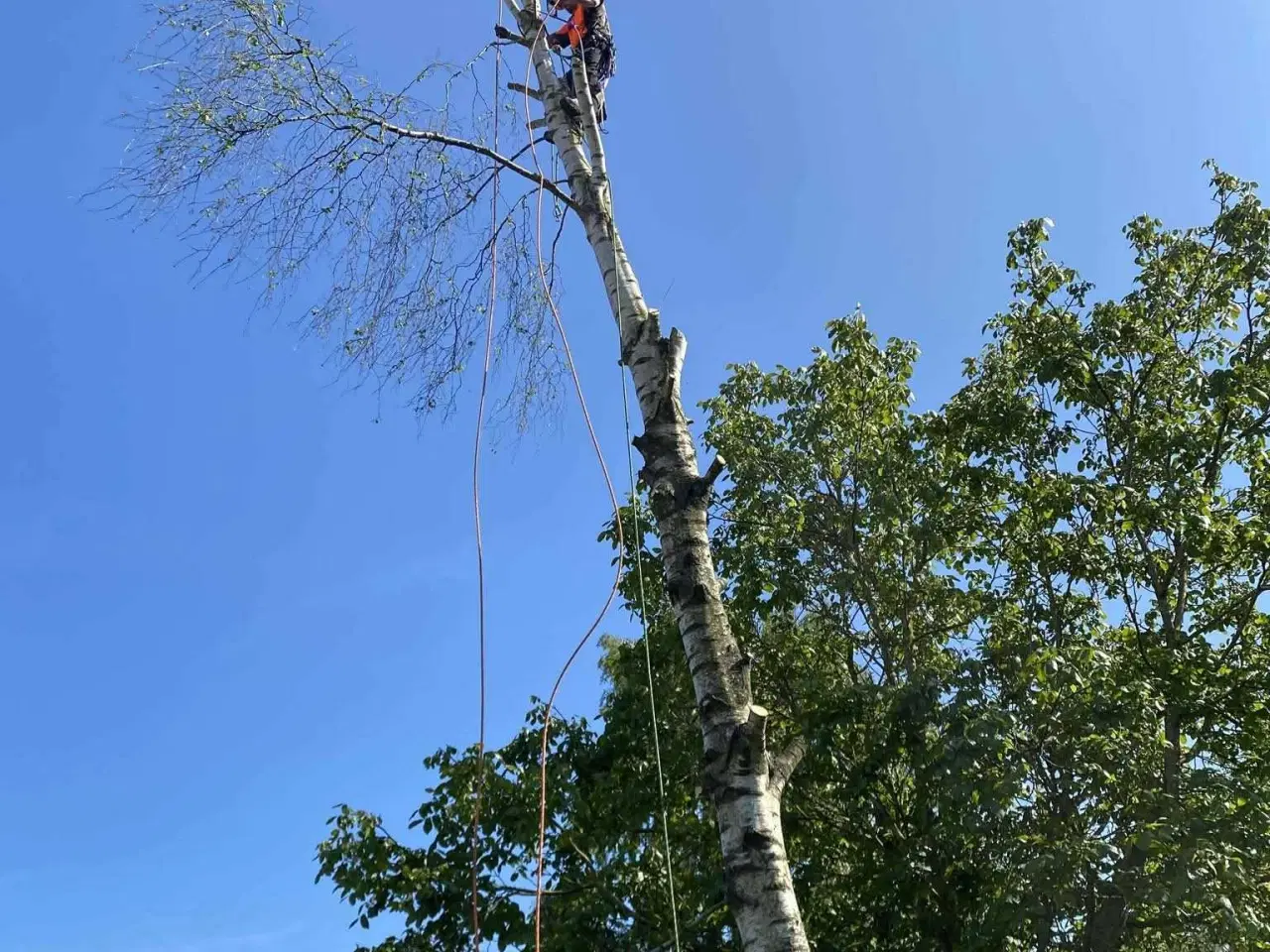 Billede 4 - Træfældning 