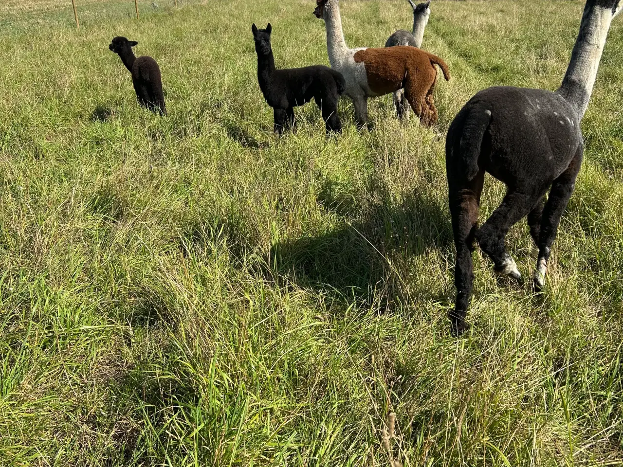 Billede 2 - Alpaca hingsteføl