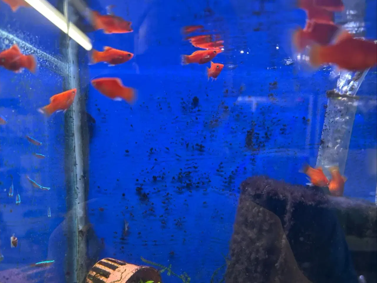 Billede 1 - Rød coral platy