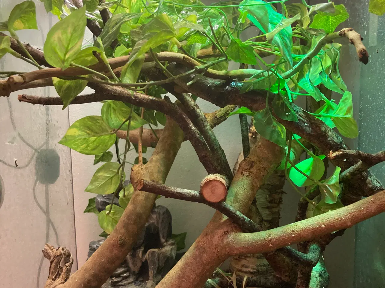 Billede 2 - Grøn Anolepar med udstyr