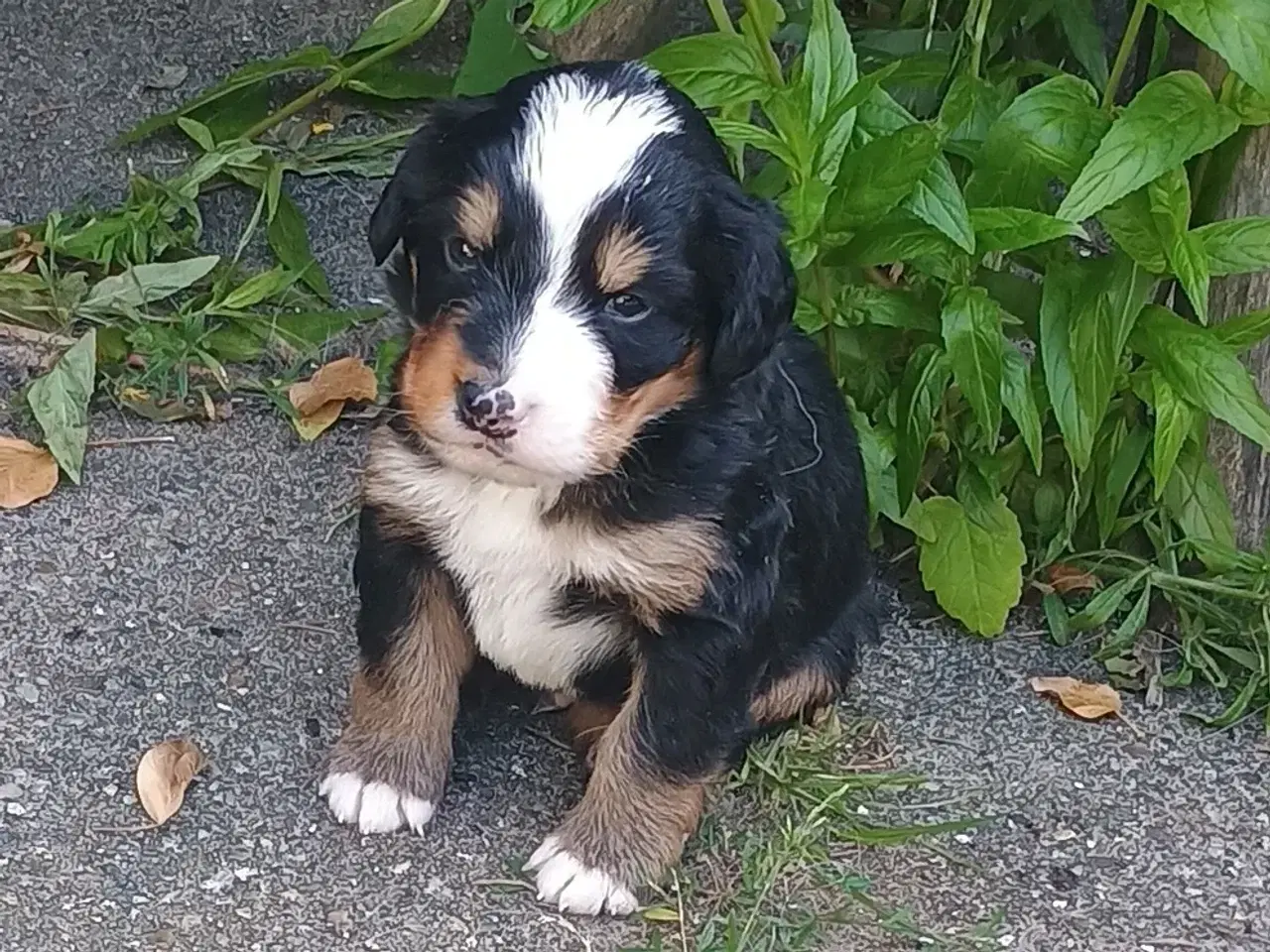 Billede 12 - "Mini Berner Sennen"