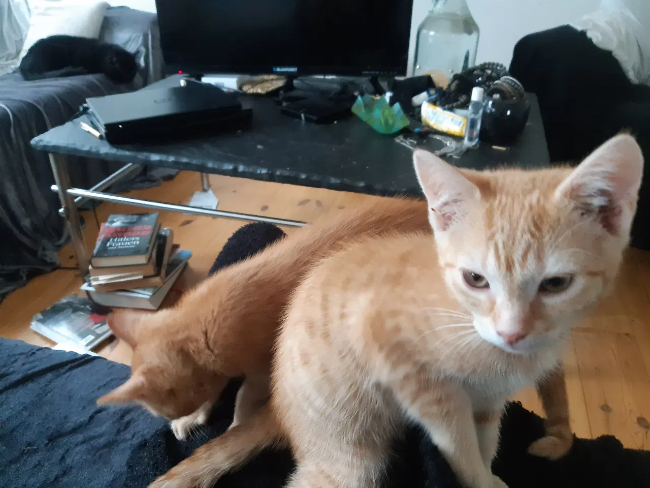 Billede 4 - Vidunderlige store orange killinger