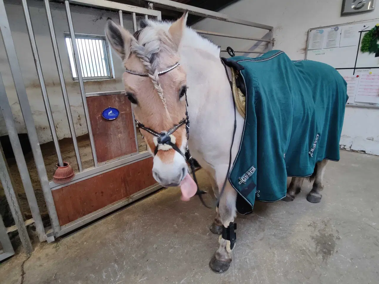 Billede 5 - Fjordhest Marius Skovå 