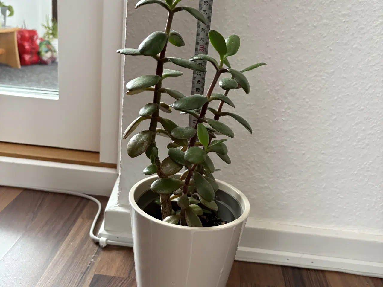 Billede 1 - Pengetræ -paradistræ