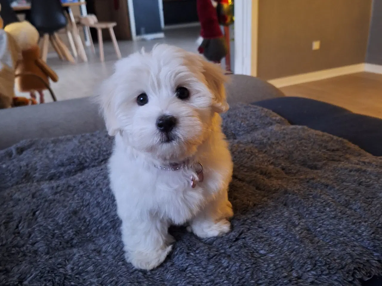 Billede 1 - Coton de tulear / bomuldshund