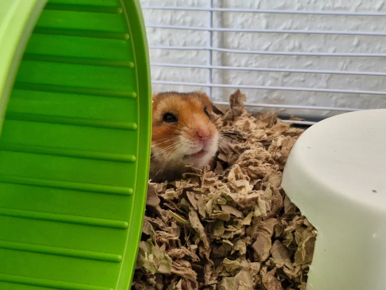 Billede 4 - Guldhamster ca 9 måneder gammel. Han hedder Martin